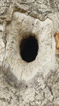Close up straight on shot deep dark hollow opening thick tree trunk art Fotos de archivo