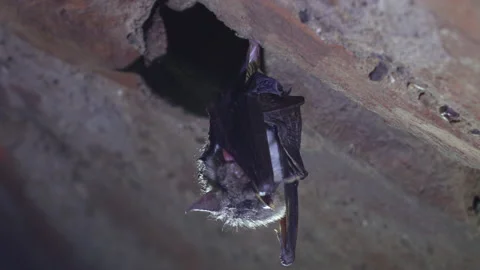 Close up strange animal Greater mouse-eared bat licking wing water drops Stock Footage 150291353