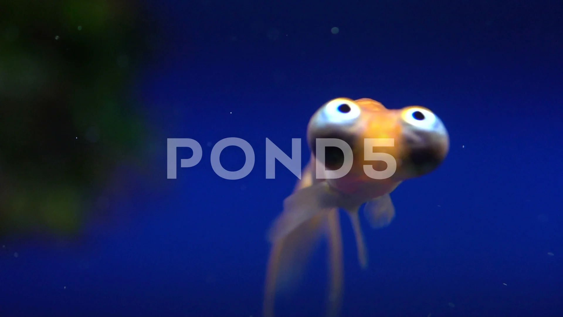 Close Up of A Strange Big Eyed Fish Swim... | Stock Video | Pond5 Close Up of A Strange Big Eyed Fish Swim... | Stock Video | Pond5