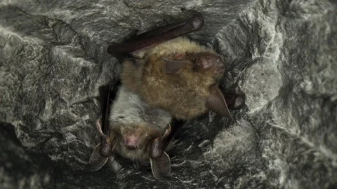 Close up strange Greater mouse-eared bat pair Myotis myotis shaking to warm up. Stock Footage 256957312