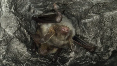 Close up strange Greater mouse-eared bat pair Myotis myotis shaking to warm up. Stock Footage 257068971