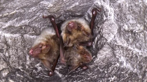 Close up strange Greater mouse-eared bat group romping together Stock Footage 265133013