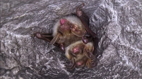 Close up strange Greater mouse-eared bat group looking around Stock Footage 265133797