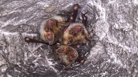 Close up strange Greater mouse-eared bat group falling asleep to hibernate. Stock Footage 265336554