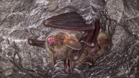 Close up strange Greater mouse-eared bat group looking around Stock Footage 265336812