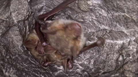 Close up strange Greater mouse-eared bat group cleaning membrane by licking Stock Footage 265343209