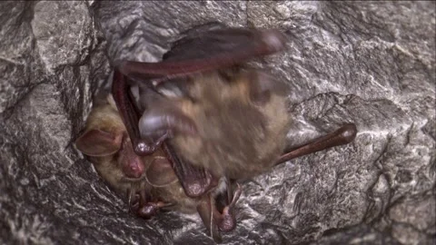 Close up strange Greater mouse-eared bat group cleaning membrane by licking Stock Footage 265346438