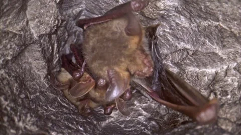 Close up strange Greater mouse-eared bat group cleaning membrane by licking Stock Footage 265637041
