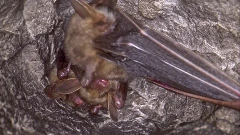 Close up strange Greater mouse-eared bat group cleaning membrane by licking Stock Footage 265639447