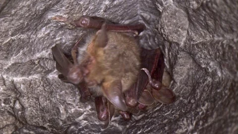 Close up strange Greater mouse-eared bat group cleaning membrane by licking Stock Footage 265639985