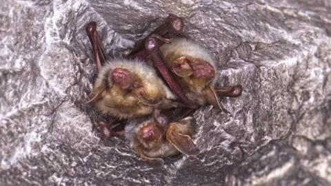 Close up strange Greater mouse-eared bat group Myotis myotis shaking to warm up Stock Footage 266694769