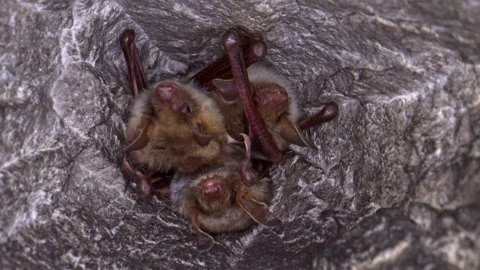 Close up strange Greater mouse-eared bat group looking around Stock Footage 266710738