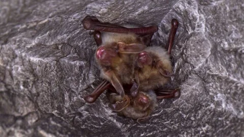 Close up strange Greater mouse-eared bat group looking around Stock Footage 266715520