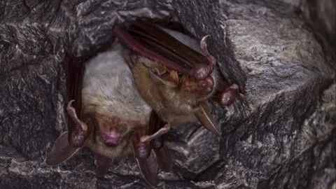 Close up strange Greater mouse-eared bat group falling asleep to hibernate. Stock Footage 266948510