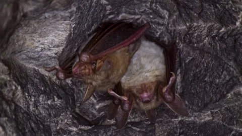 Close up strange Greater mouse-eared bat group looking around Stock Footage 267048972