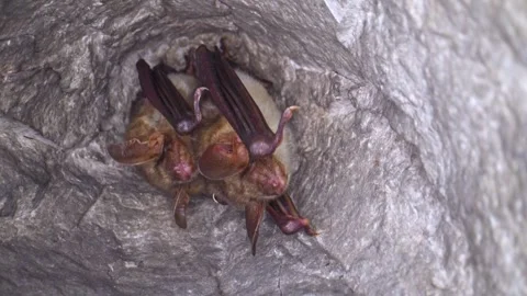 Close up strange Greater mouse-eared bat pair Myotis myotis shaking to warm up. Stock Footage 267049566