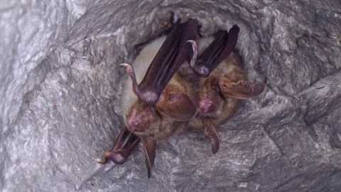 Close up strange Greater mouse-eared bat pair Myotis myotis shaking to warm up. Stock Footage 267319972