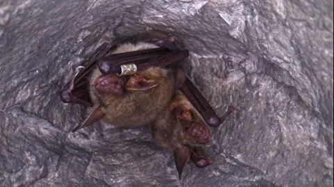 Close up strange Greater mouse-eared bat pair Myotis myotis shaking to warm up. Stock Footage 267627714