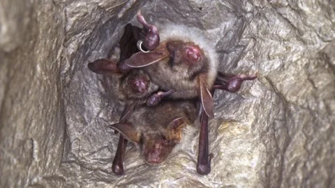 Close up strange Greater mouse-eared bat group Myotis myotis shaking to warm up Stock Footage 267730705