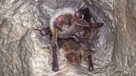 Close up strange Greater mouse-eared bat group falling asleep to hibernate. Stock Footage 267735228