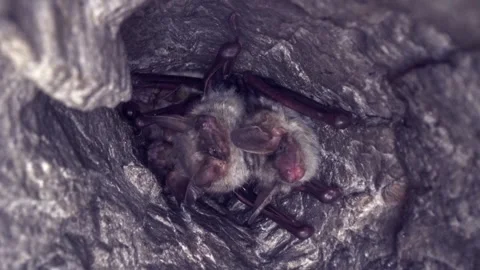Close up strange Greater mouse-eared bat group looking around Stock Footage 267766455