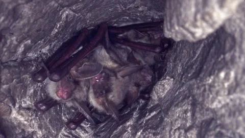 Close up strange Greater mouse-eared bat group falling asleep to hibernate. Stock Footage 267773374