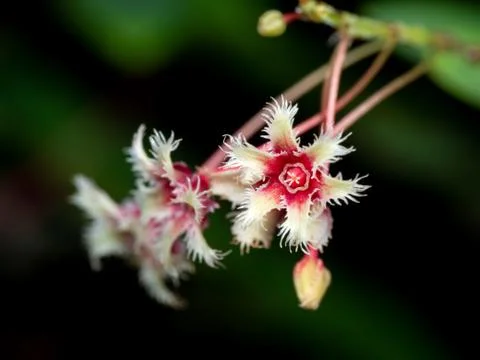 Close up Strange Shape Flowers with Two Tone Colors Isolated on Blurry Backgr Stock Photos