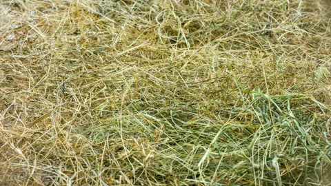 Close up of straw background texture Video stock 127870631