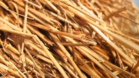 Close up of straw bale. 4K resolution trucking shot. Shallow depth of field. Stock Footage 115892420