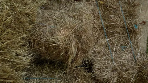 Close Up Of Straw Bale Texture With Blue Baling Twine On Grass Stock Footage 342859698