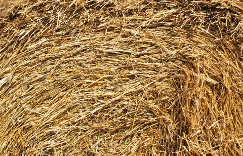 Close up straw, dry straw texture background. Haystack texture, agriculture Stock Photos