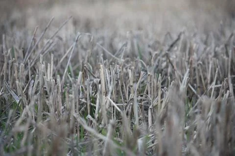 Close up of straw in a field after it has been cut Foto stock