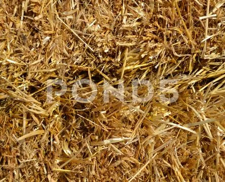Close-up to straw heap in a sunny autumn day. Stock Photos