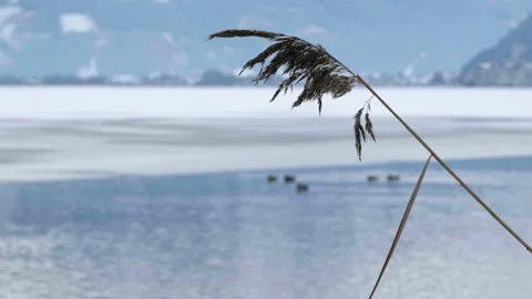 Close-up of a straw moving in the wind Stock Footage 231550388