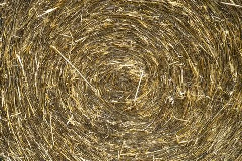 Close-up of straw texture. rolled up in a circle of hay. Concept of agricultu Stock Photos
