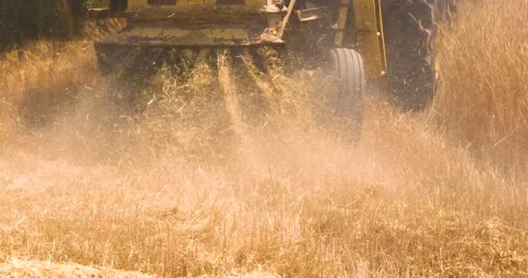 Close-up straw waste and dust from a grain cutter cleans ripe wheat on a sun Stock Footage 204784920