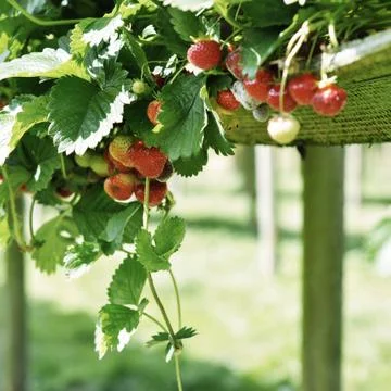 Close up of strawberries on bush Stock Photos