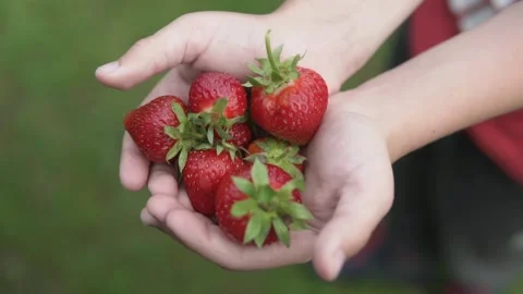Close up strawberries in child hands Stock Footage 157504878