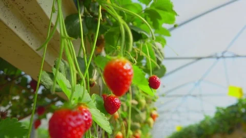 Close-up of strawberries in a greenhouse Stock Footage 71336033