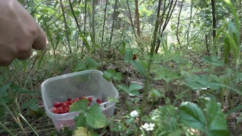 Close-up of strawberries. The man picking the ripe red strawberry, which grows Video stock 111196949