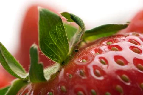 Close-up Strawberries Stock Photos