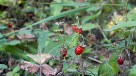 Close-up of strawberries, which hangs in the shade on a green Bush Stock-Footage 111228943