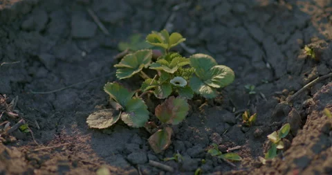 Close-up, a strawberry bush grows in the ground. Horticulture, strawberry Stock Footage 194584267