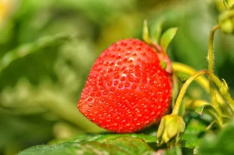 Close up of strawberry fruit Foto stock