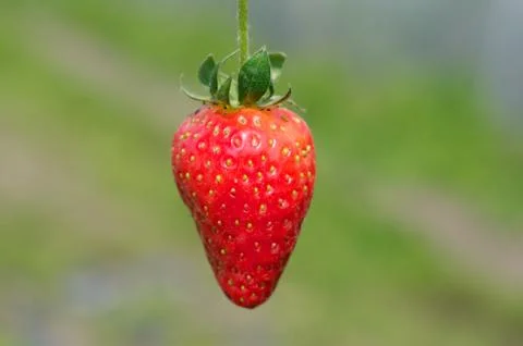 Close up of strawberry Stock Photos