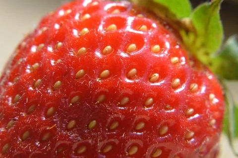 Close up of a strawberry Stock Photos