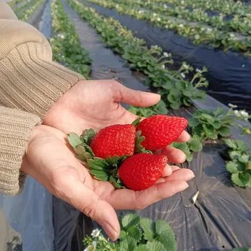 A Close up of Strawberry. Stock Photos