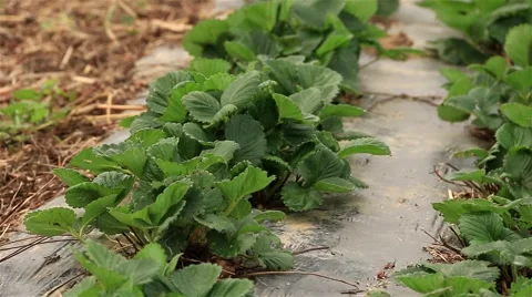 Close Up Of Strawberry Plants On Foil Stock Footage 48200566