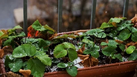 Close up of strawberry plants in a planter box with green leaves covered by.. Vídeos de archivo 331004950