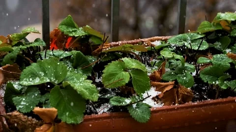 Close up of strawberry plants in a planter box with green leaves covered by.. Видео 331005016